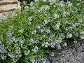 Blue Star / Amsonia tabernaemontana 